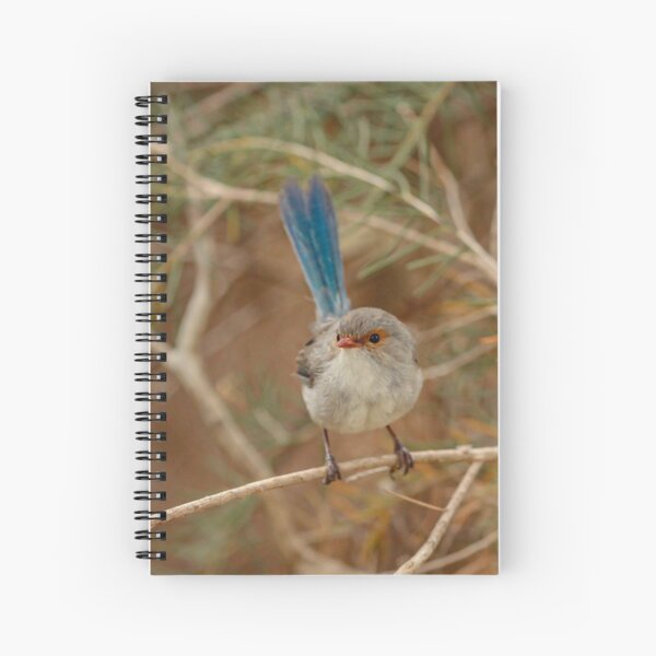 Item preview, Female Blue Wren designed and sold by Coen-87.