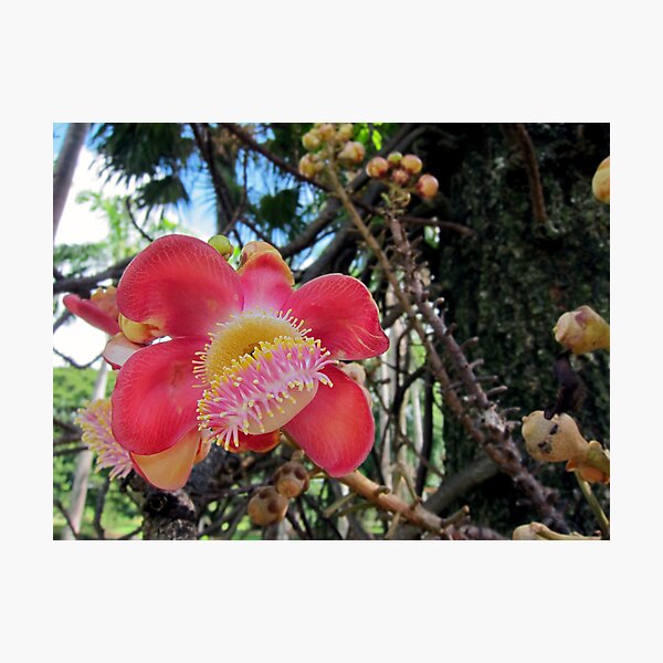 Cannonball Tree Photographic Print
