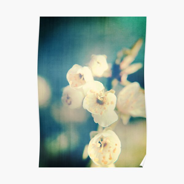 Cherryblossom a la Chinoise Poster