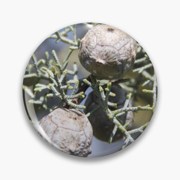 Artikelvorschau, Leyland cypress tree balls seeds and needles entworfen und verkauft von EstelleRossetti.