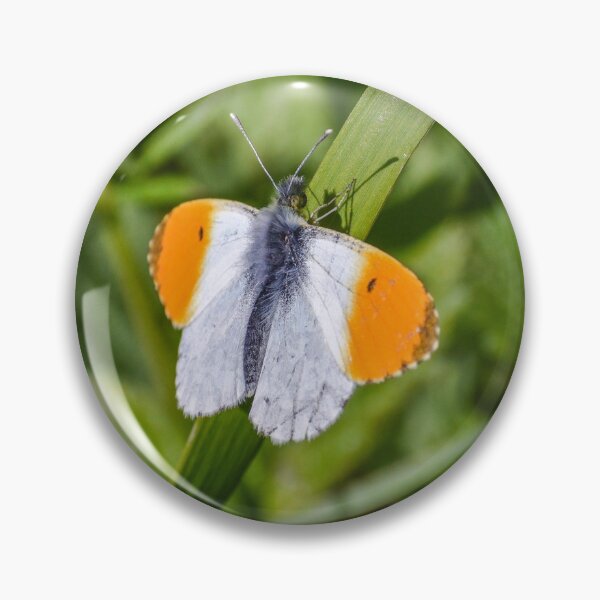 Item preview, Orange Tip Butterfly designed and sold by rwhooster.