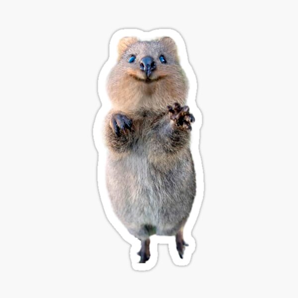 schöne Quokka Sticker