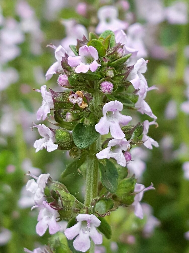 "Thyme for a rest. Lemon thyme. Thymus citriodorus" Poster by Wildplant