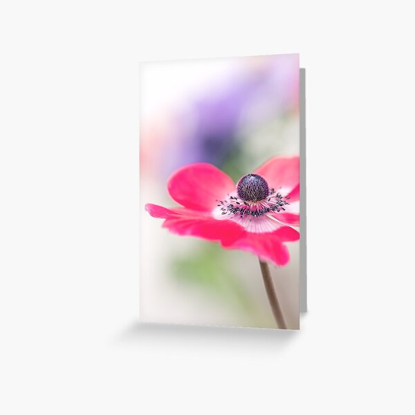 Flower Of Israel Anemone Coronaria Pattern Greeting Card By Bubblemench Redbubble