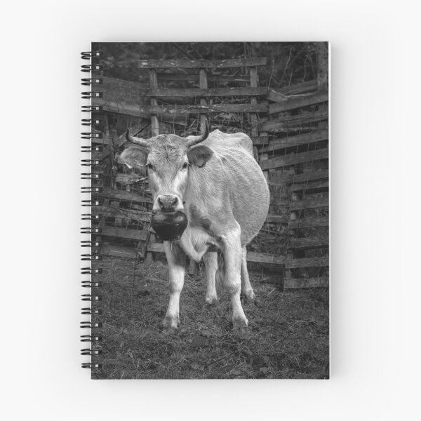 Item preview, Pretty cow with a huge bell, staring, in bW designed and sold by Antonis Lemonakis.