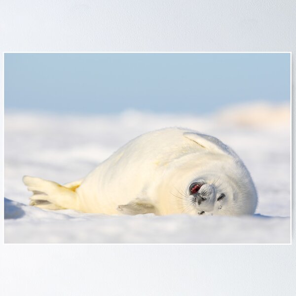 Baby Seal Poster