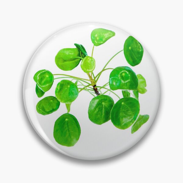 Item preview, Pilea peperomioides, more commonly known as Chinese money plant, pancake plant, UFO plant, lefse plant, missionary plant,' "Bender Plant"'or mirror grass designed and sold by HTPOP.