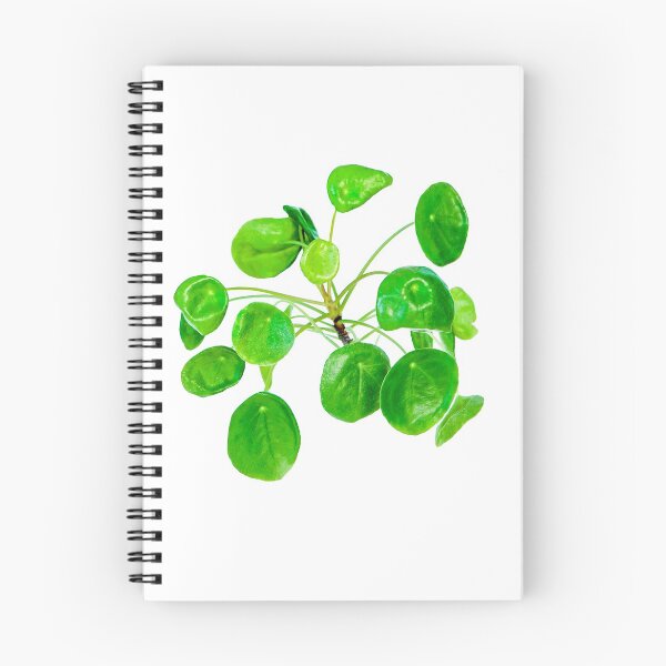 Item preview, Pilea peperomioides, more commonly known as Chinese money plant, pancake plant, UFO plant, lefse plant, missionary plant,' "Bender Plant"'or mirror grass designed and sold by HTPOP.