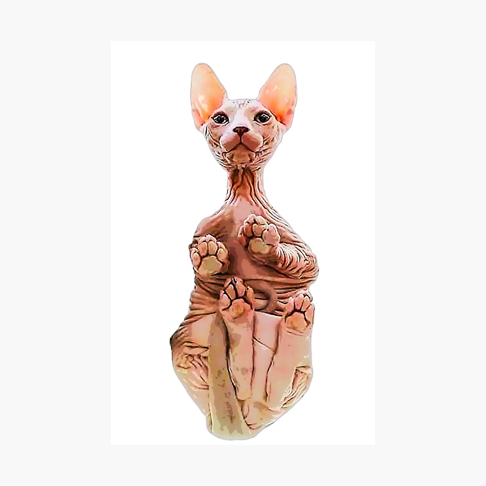 sphynx cat paws