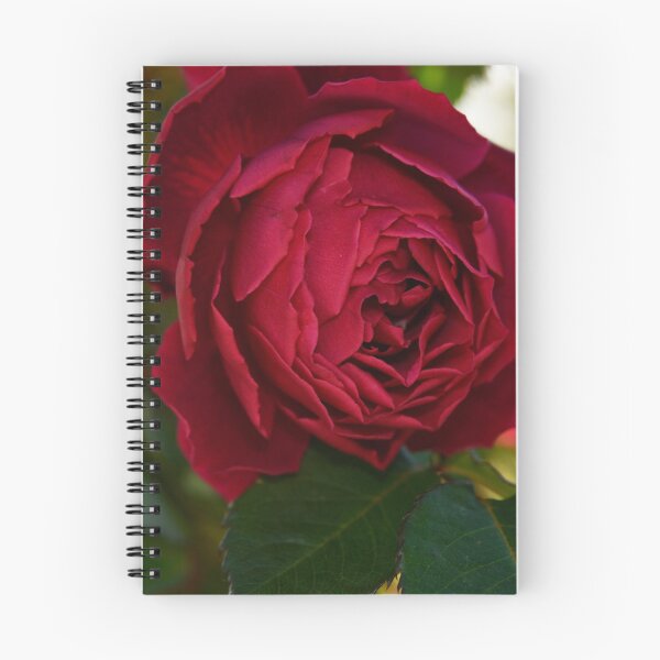 Item preview, Rosa Dublin Bay designed and sold by imaginethis.