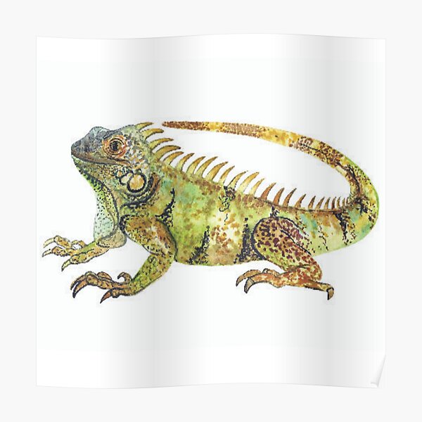 Eguana | Eguana water color | Animal Poster