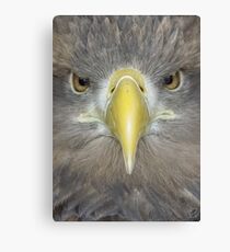 Sea Eagle Canvas Print