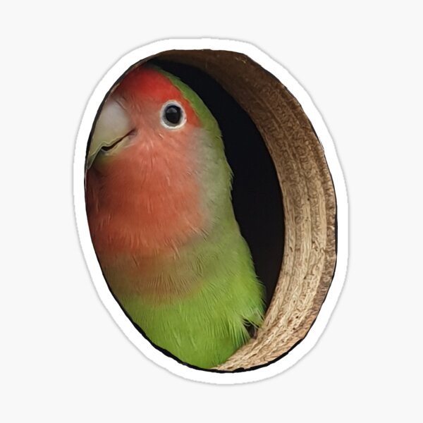 Item preview, Parakeet-Optical Illusion designed and sold by Christopher Geary.
