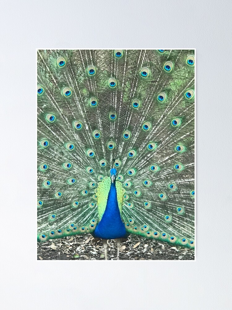 Blue Peacock Feathers by Jenny Rainbow