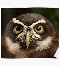 Spectacled Owl Poster