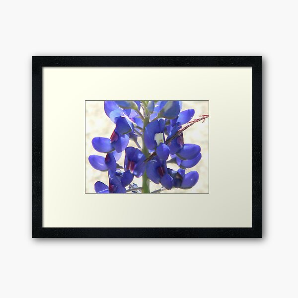 Item preview, The Bluebonnet, Peepers and Sleepers designed and sold by Navigator.