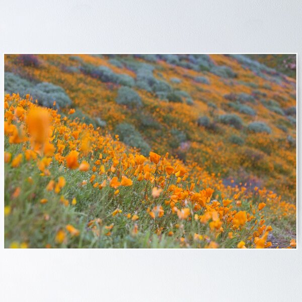 Item preview, Orange Poppy Wildflower Bloom California designed and sold by Rebecca Li.