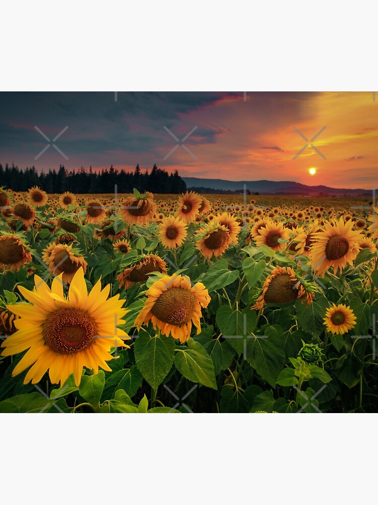 Champ de tournesol avec coucher de soleil - papier peint