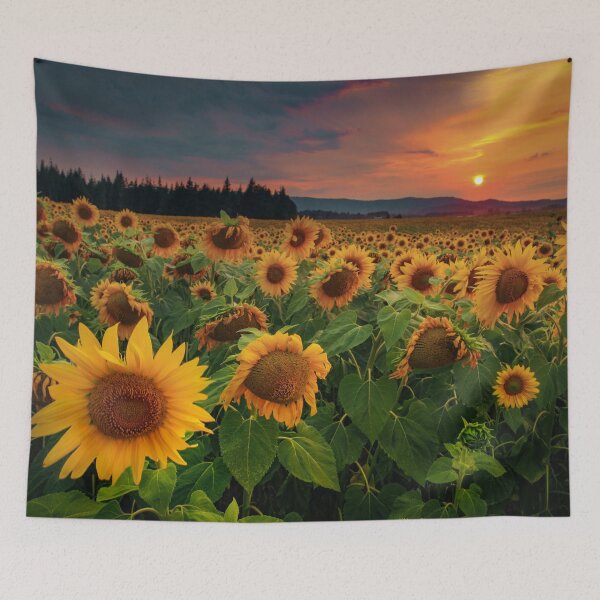 Item preview, Beautiful summer sunset sunflower field designed and sold by Noahlaz.