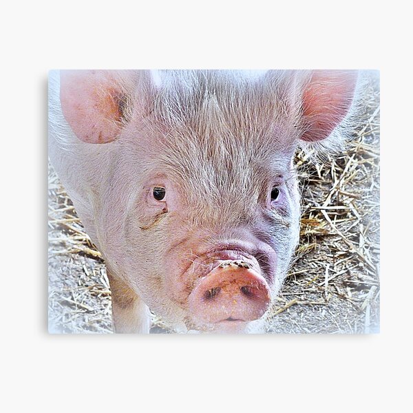 Item preview, Rare Breeds designed and sold by Lilian Marshall.