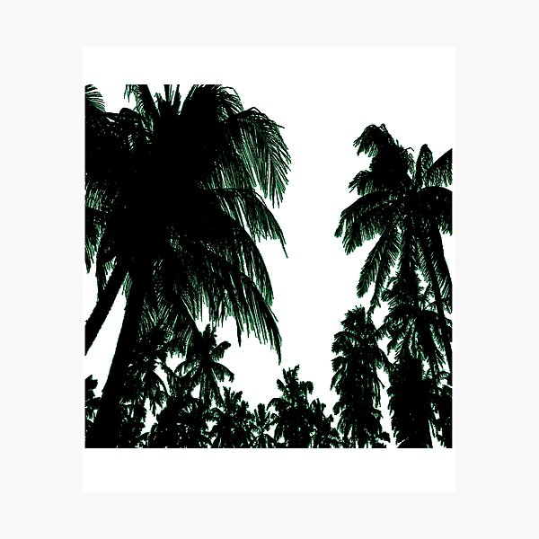 Palm tree Photographic Print