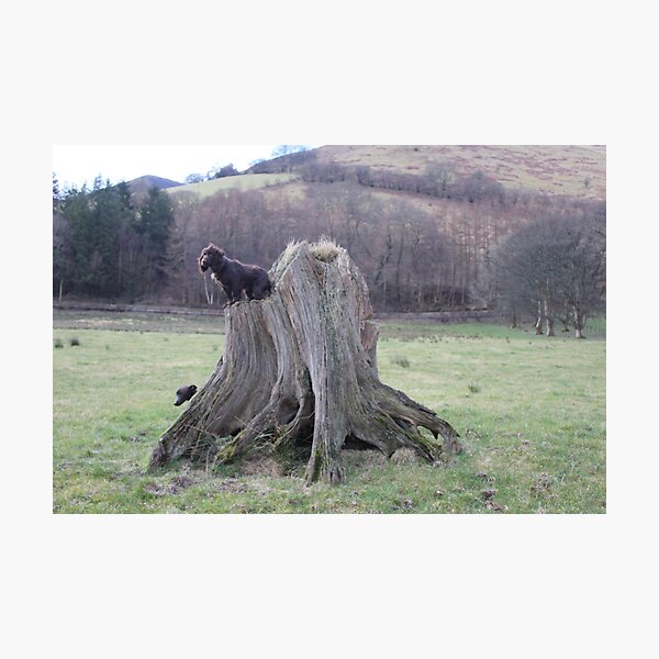 Item preview, Dogs And Stump designed and sold by Abiix.