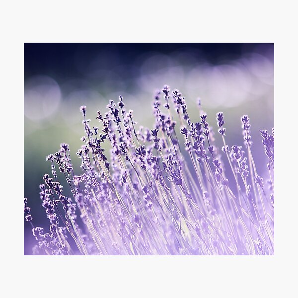 Item preview, AROMATHERAPY BEAUTIFUL BLOOMING designed and sold by Eston Kamau.