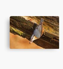 Nuthatch I Canvas Print