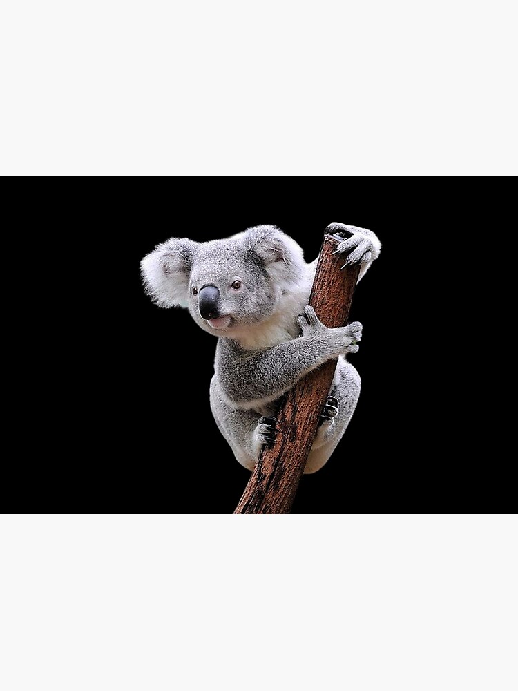 Koala by BENAZCOMPANY