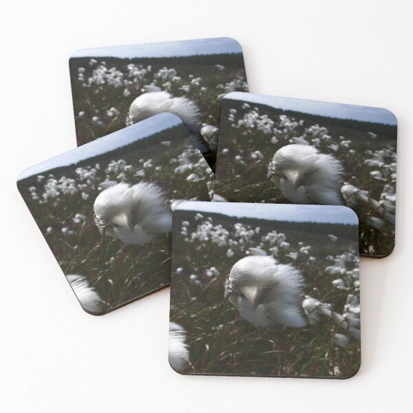 Item preview, Cottongrass (Eriophorum angustifolium) designed and sold by IOMWildFlowers.