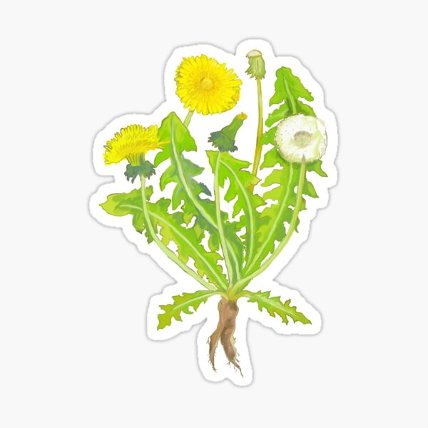 Dandelion Botanical Drawing Sticker