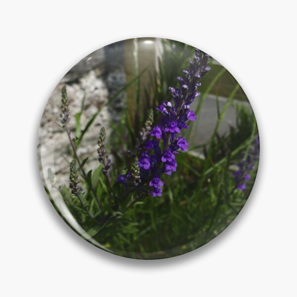 Item preview, Purple Toadflax (Linaria purpurea) designed and sold by IOMWildFlowers.