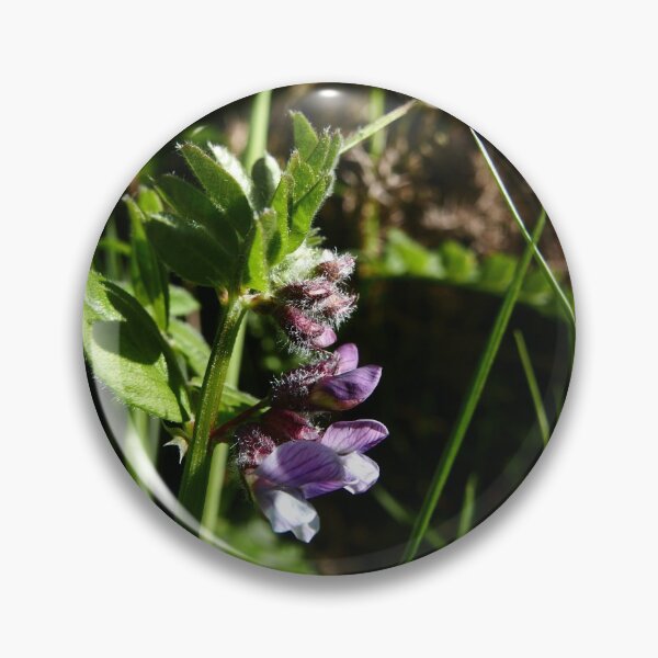 Item preview, Bush Vetch (Vicia sepium) designed and sold by IOMWildFlowers.