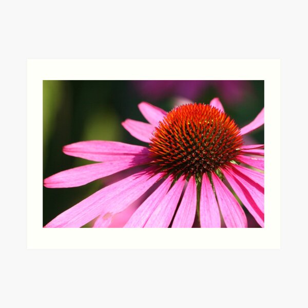 Pink Echinacea Flower Art Print