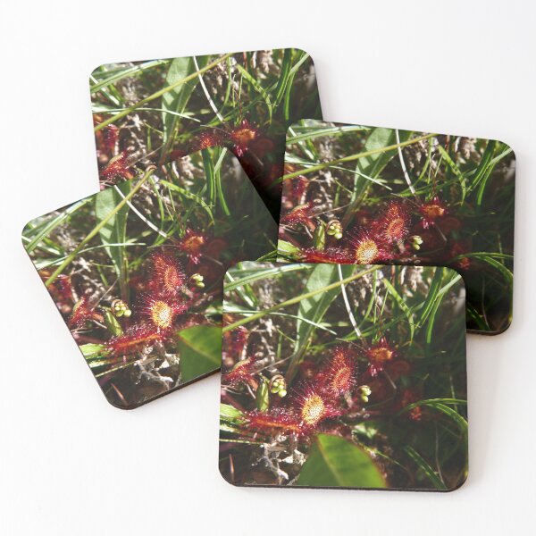 Item preview, Common Sundew (Drosera rotundifolia) designed and sold by IOMWildFlowers.