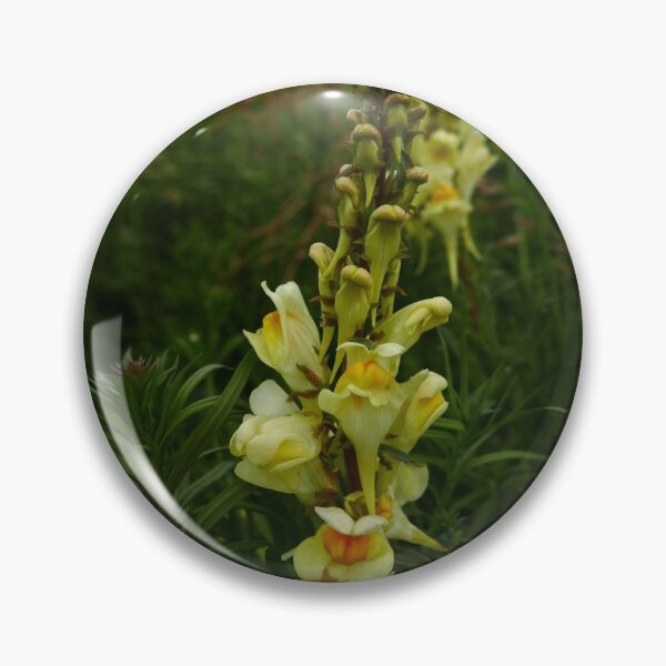 Item preview, Common Toadflax (Linaria vulgaris) designed and sold by IOMWildFlowers.