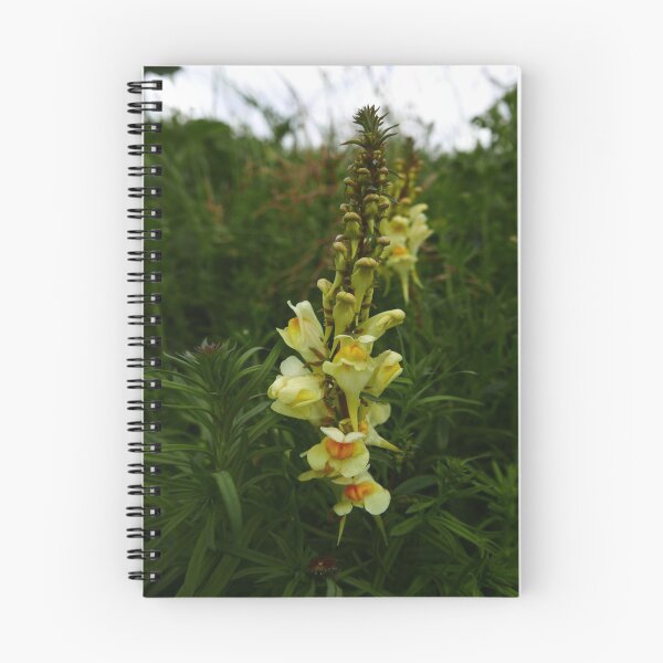 Item preview, Common Toadflax (Linaria vulgaris) designed and sold by IOMWildFlowers.
