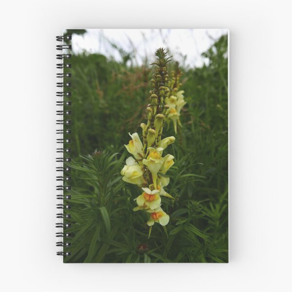 Item preview, Common Toadflax (Linaria vulgaris) designed and sold by IOMWildFlowers.