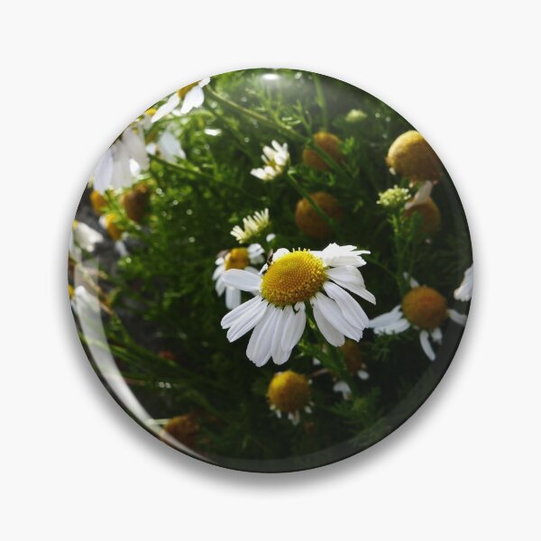 Item preview, Sea Mayweed (Tripleurospermum maritimum) designed and sold by IOMWildFlowers.