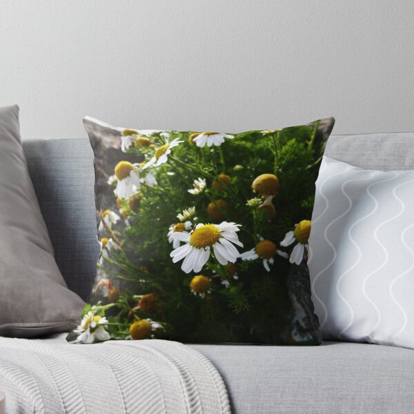 Item preview, Sea Mayweed (Tripleurospermum maritimum) designed and sold by IOMWildFlowers.