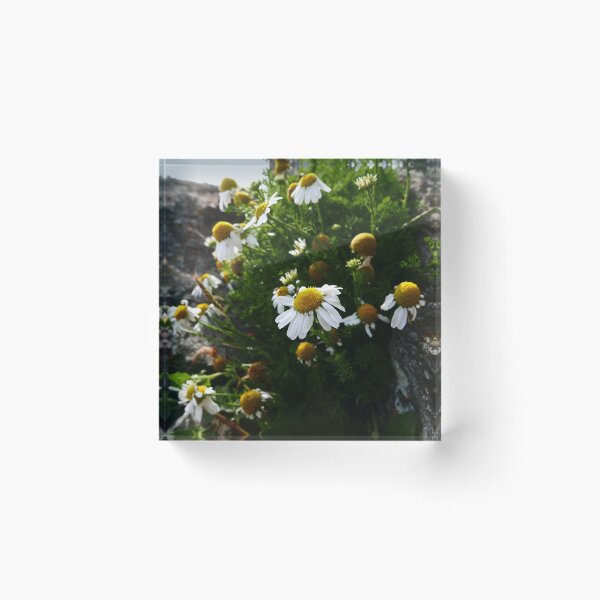 Item preview, Sea Mayweed (Tripleurospermum maritimum) designed and sold by IOMWildFlowers.