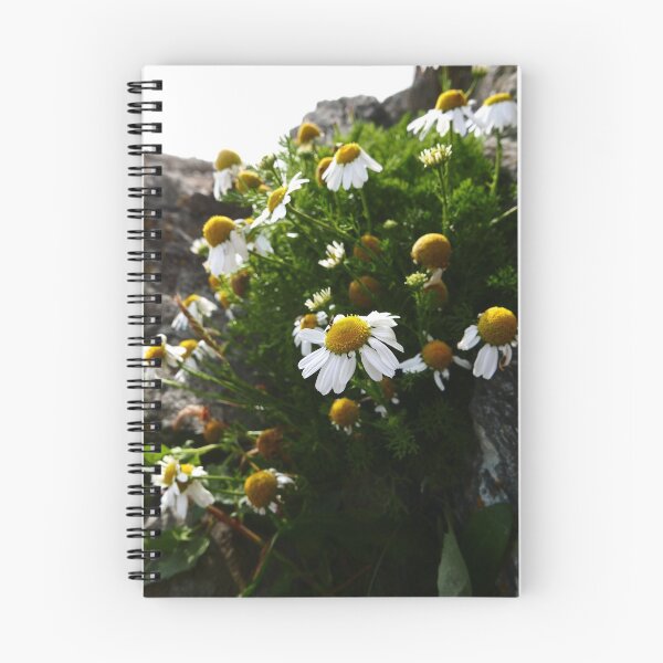 Item preview, Sea Mayweed (Tripleurospermum maritimum) designed and sold by IOMWildFlowers.