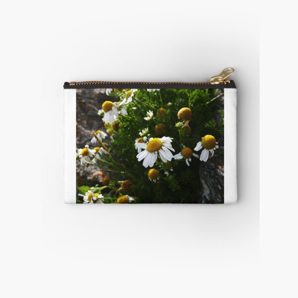 Item preview, Sea Mayweed (Tripleurospermum maritimum) designed and sold by IOMWildFlowers.