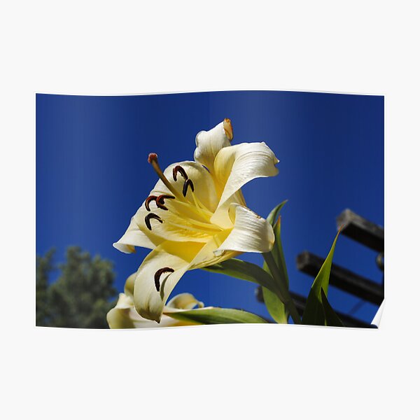 Lily in bloom Poster