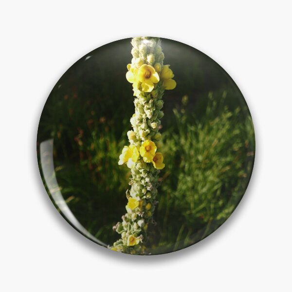 Item preview, Great Mullein (Verbascum thapsus) designed and sold by IOMWildFlowers.