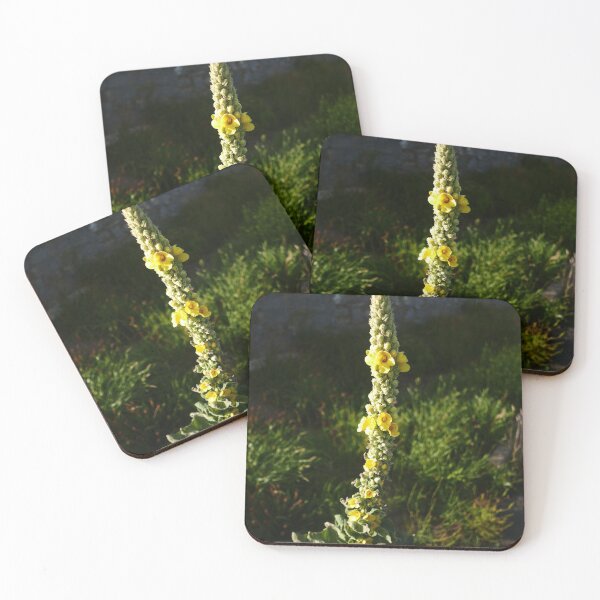 Item preview, Great Mullein (Verbascum thapsus) designed and sold by IOMWildFlowers.