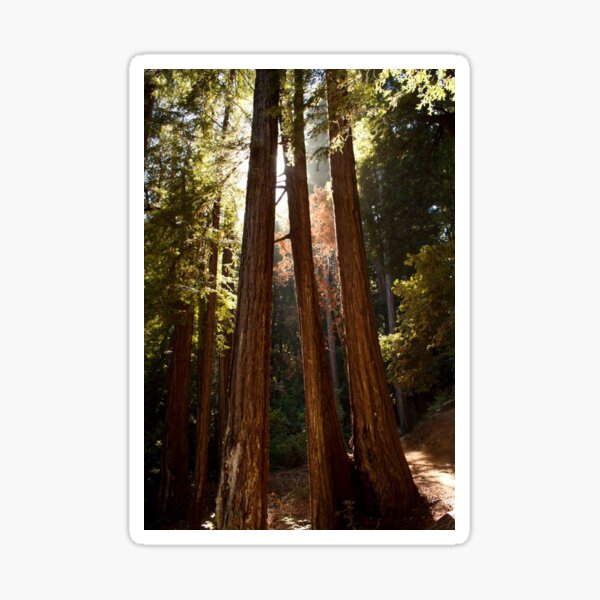 Muir Woods Sticker