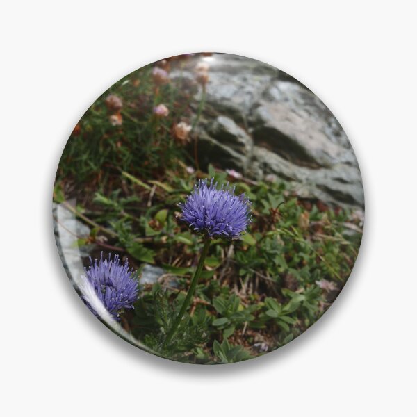 Item preview, Sheep's Bit (Jasione montana) designed and sold by IOMWildFlowers.