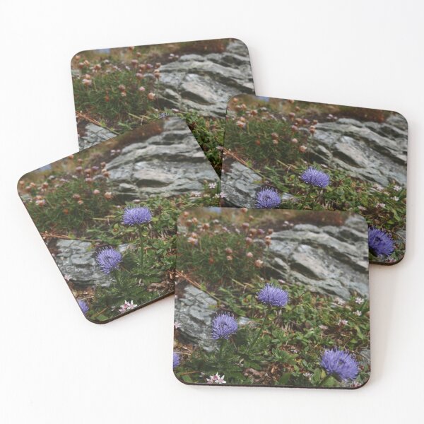 Item preview, Sheep's Bit (Jasione montana) designed and sold by IOMWildFlowers.
