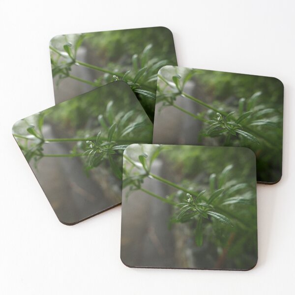 Item preview,  Cleavers (Galium aparine) designed and sold by IOMWildFlowers.